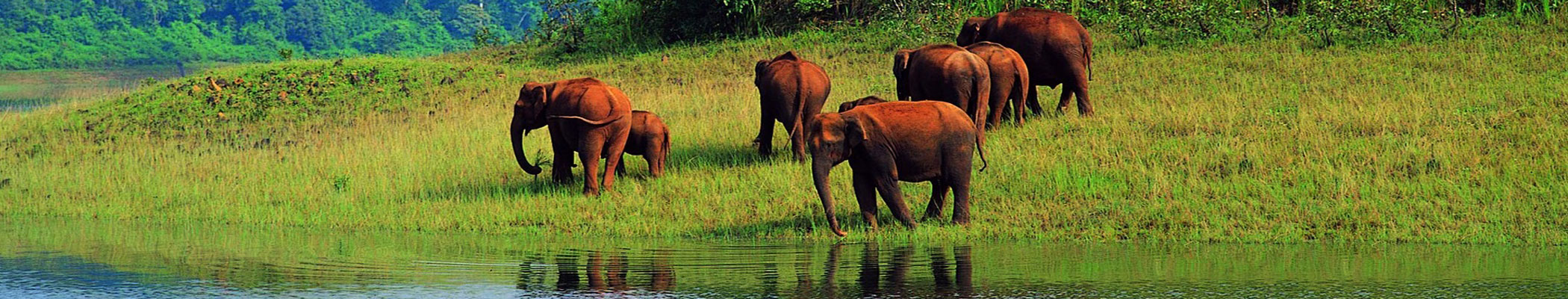 kerala wildlife tour packages